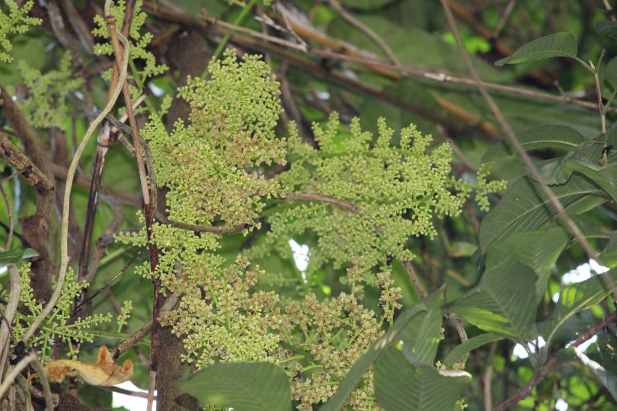 Anamirta cocculus (L.) Wight & Arn.